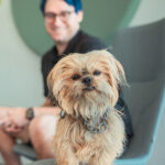 Bürohund Bacardi auf einem Hocker